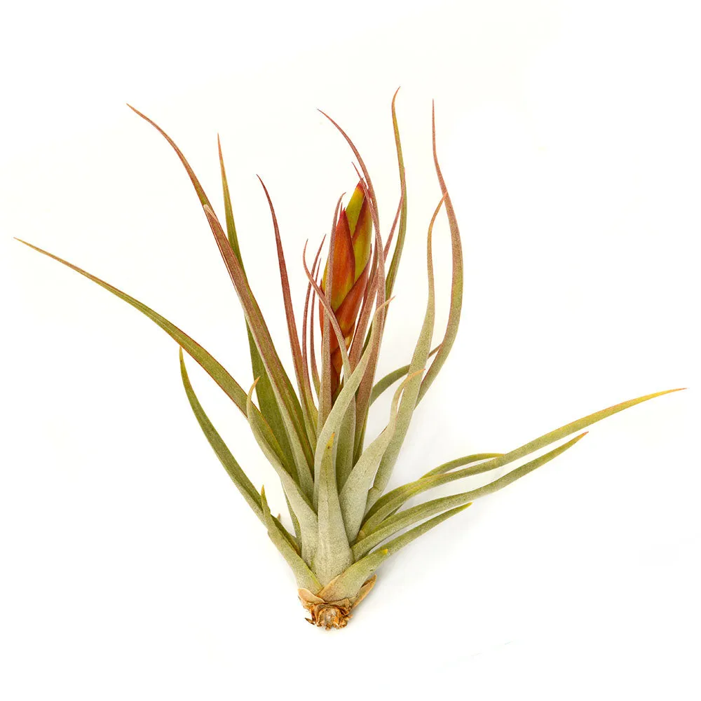 Tillandsia Concolor